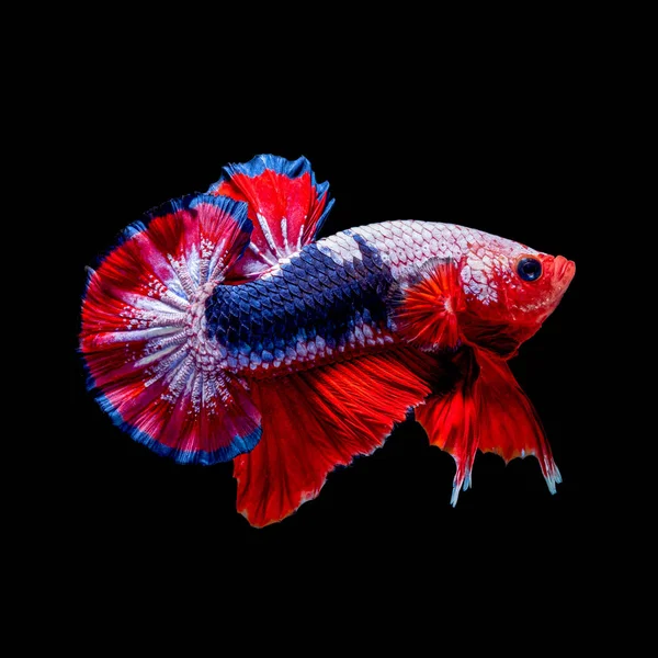 Betta fish Lotta in acquario — Foto Stock