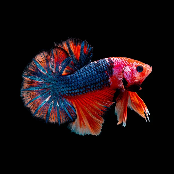 Betta fish Lotta in acquario — Foto Stock