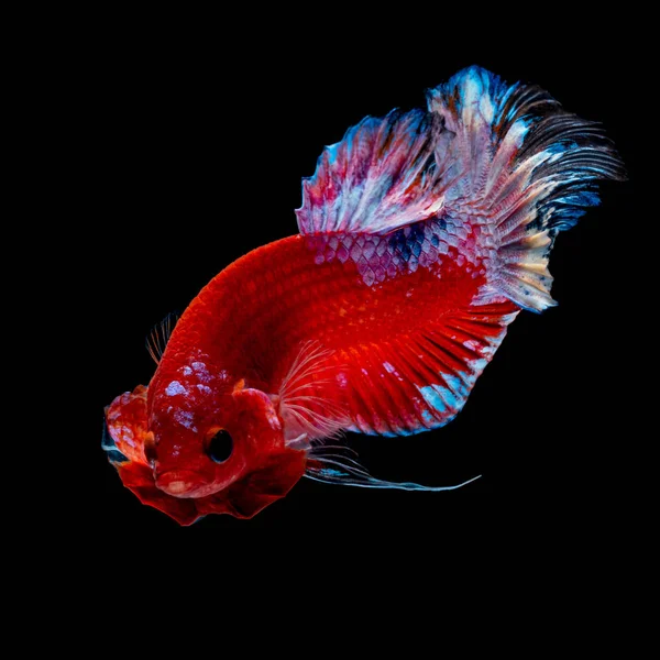 Betta vis vechten in het aquarium — Stockfoto