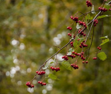 çiçek, çimen, zeki, güzel, buket, flowerbed, mor, yeşil, çan, lale, çilek, ağaçlar, kartopu