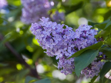 çiçek, çimen, zeki, güzel,