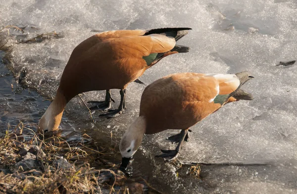su, sıçrama, top, kase, plaka, yansıma, Çeşme, cam, şeffaf, siyah
