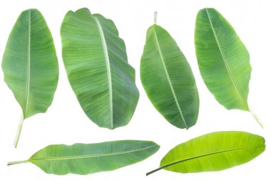 muz yaprağı. Kırpma yolu ile beyaz arka plan üzerinde izole.