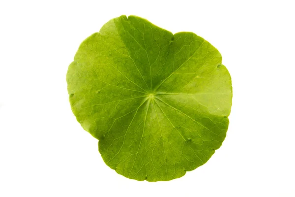 Beyaz zemin üzerine yeşil Asya Pennywort (Centella asiatica)
