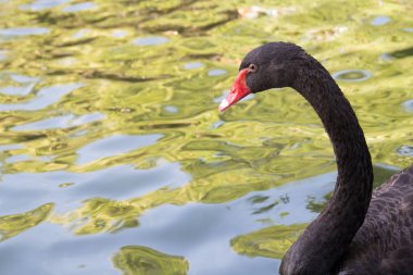 Boz kaz Yüzme portre