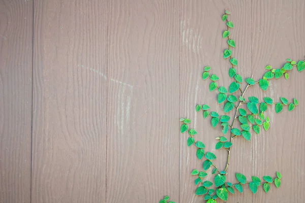 Fresco primavera erba verde e pianta foglia su sfondo recinzione di legno — Foto Stock