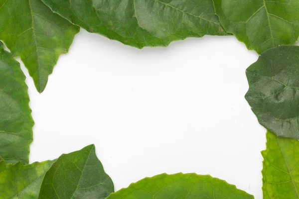 Hojas verdes aisladas sobre fondo blanco — Foto de Stock