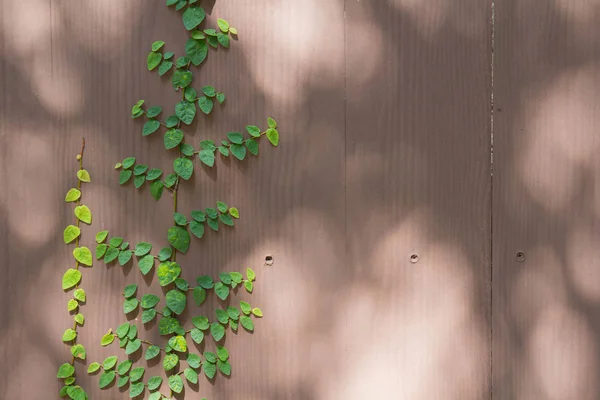 Primavera fresca grama verde e folha planta sobre cerca de madeira fundo — Fotografia de Stock