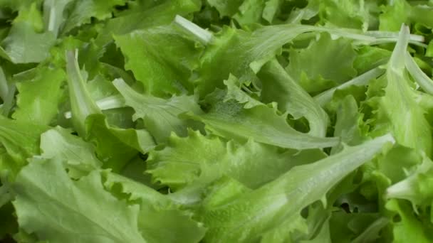 Legumes Frescos Salada Alface — Vídeo de Stock