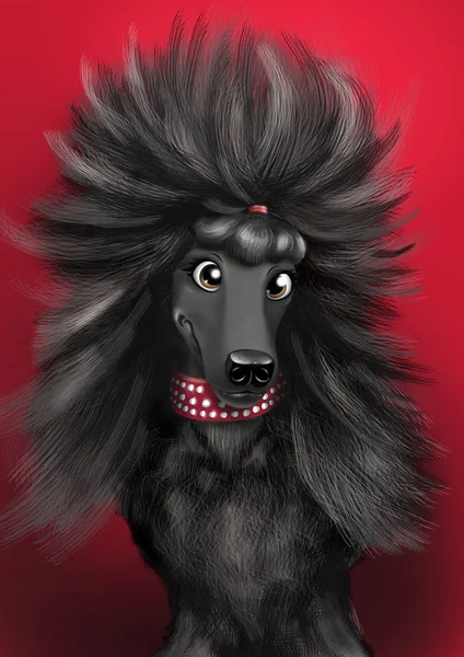 Siyah köpek portret, üzerinde beyaz backgraund izole.