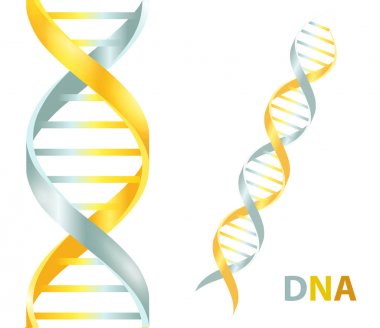 Altın ve gümüş Dna simgesi. Beyaz arka plan üzerinde vektör çizim