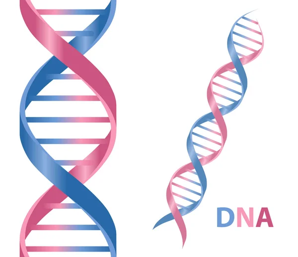 Kreslená ikona DNA — Stockový vektor