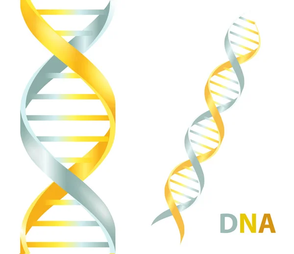 Icona del DNA in oro e argento. Illustrazione vettoriale su sfondo bianco — Vettoriale Stock