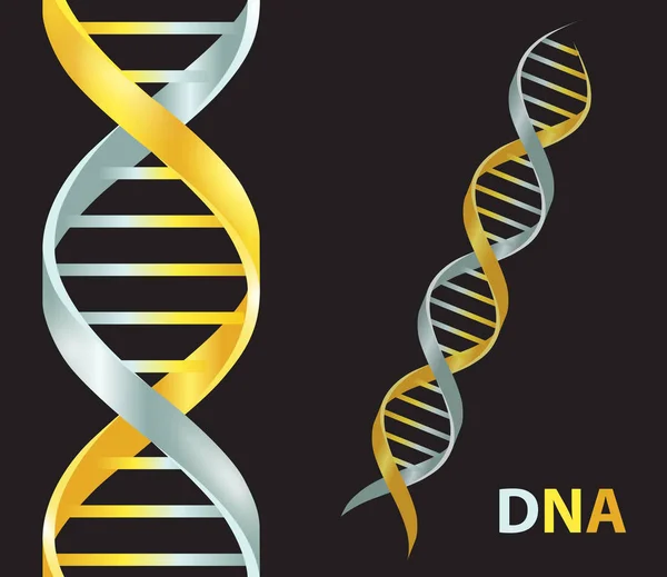 Altın ve gümüş Dna simgesi. Gene simgesi. Vektör çizim siyah arka plan üzerine