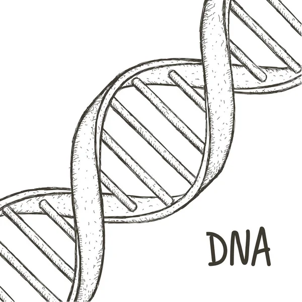 Золотая ДНК. Символ ДНК. Символ спирали ДНК. Иконка гена . — стоковый вектор