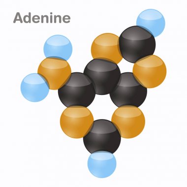 Adenin, A. pirimidin nükleobazından molekül. Beyaz arka plan üzerinde 3D vektör çizim