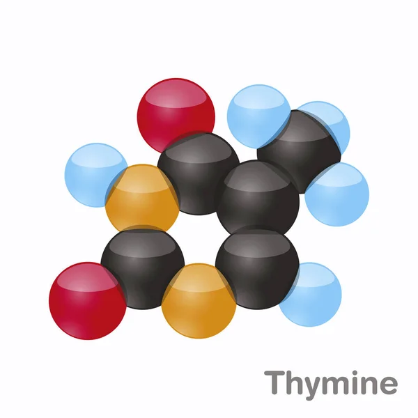 Thymine, T. Molécula de nucleobasa pirimidina. Base presente en el ADN. Ilustración vectorial 3D sobre fondo blanco — Vector de stock
