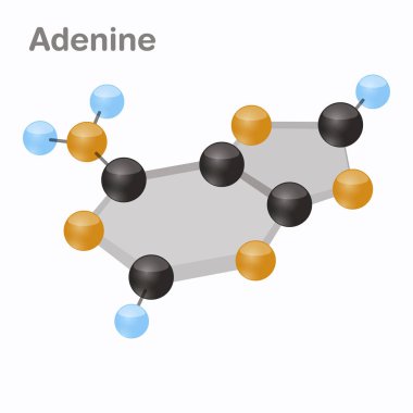 DNA nükleotit-4, adenin, A. pirimidin nükleobazından molekül 3d vektör çizim
