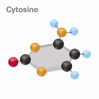 Sitozin Hexnut, C. pirimidin nükleobazından molekül. DNA'sı mevcut. Beyaz arka plan üzerinde 3D vektör çizim