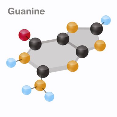 Guanin Hexnut, G. pürin nükleobazından molekül. DNA'sı mevcut. Beyaz arka plan üzerinde 3D vektör çizim