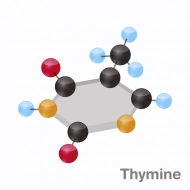 Timin Hexnut, T. pürin nükleobazından molekül. DNA'sı mevcut. Beyaz arka plan üzerinde 3D vektör çizim