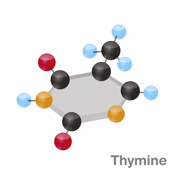 Thymine HexNut, T. Purine nucleobase molecule. Present in DNA. 3D vector illustration on white background — Stock Vector