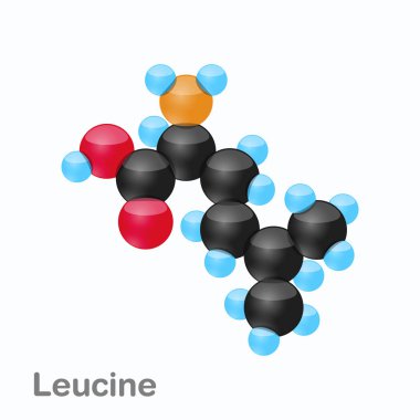 Molecule of Leucine, Leu, an amino acid used in the biosynthesis of proteins clipart