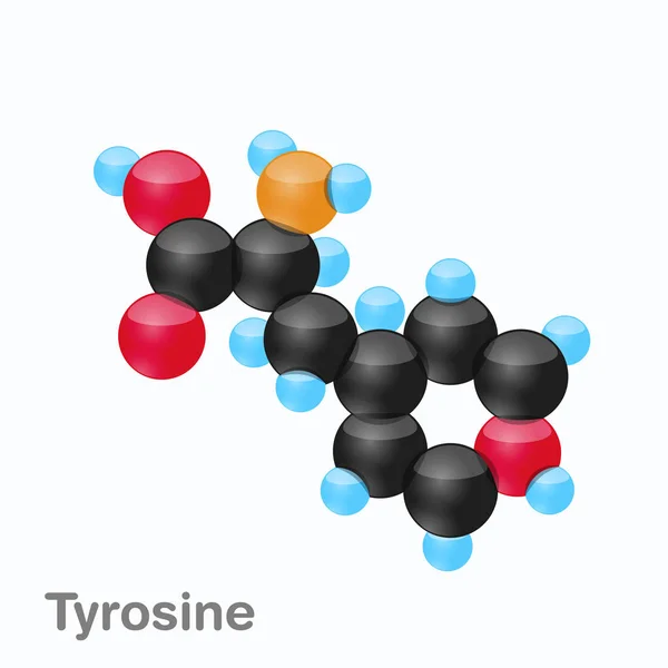 Tirozin, Tyr, protein biyosentezi içinde kullanılan bir amino asit molekülünün — Stok Vektör