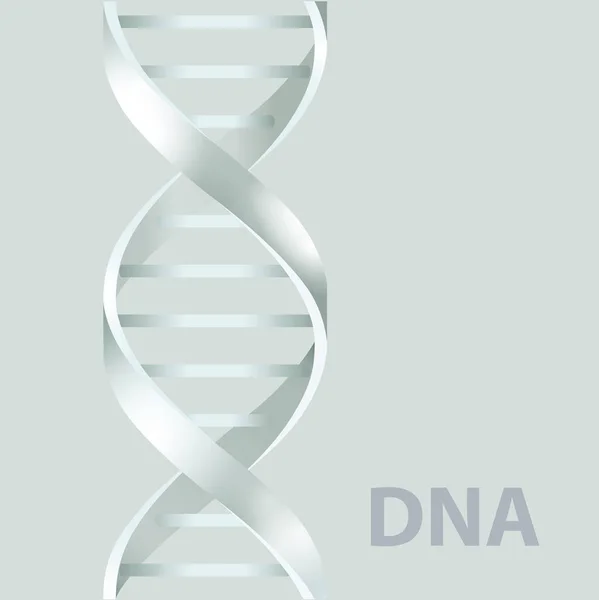 DNA. 3D-stile, vectorillustratie, op witte achtergrond — Stockvector