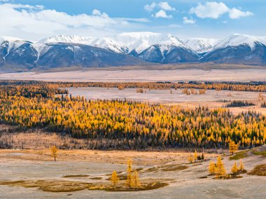 Çarpıcı görünümü geniş bir vadiye, sarı larches tam şapkalı kar dağlar, arka plan ile. Onun en iyi içinde Kuray Havzası, bir bozkır önünde Kuzey Chuya aralığı Altay Dağları'nın sonbahar.