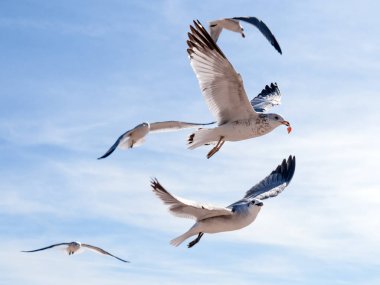 Martı gıda gökyüzünde bir parçası ile. Mavi gökyüzünde yemek yeme ve uçan martıları sürüsü. Bu grup dışında en başarılı kuş yiyecek bir parça bir çalmakla sonra alır. Kazanan hepsini alır.