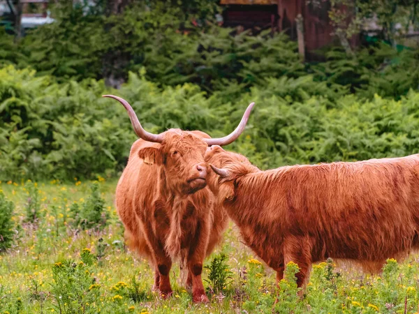 Två Highland Kor Försiktigt Nuzzling Och Kliade Varandra Betande Boskap — Stockfoto