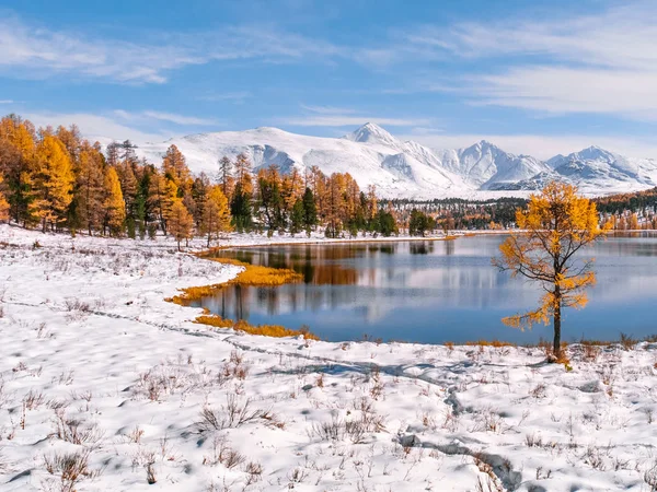Mix of autumn and winter in the mountains. Warm and sunny autumn day after a cold wave in the mountainous region of Altai. Yellow trees, blue sky and completely white mountains are reflecting in the lake. Footpath in the deep snow is visible. — Stock Image Mix Autumn Winter Mountains Warm Sunny Autumn Day Cold Wave Royalty Free Stock Photos