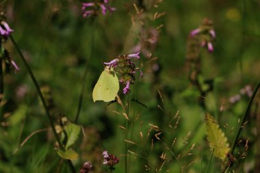Bu kanatları olan mor bir çiçek üzerinde oturan bir kükürt kelebek kapalı.