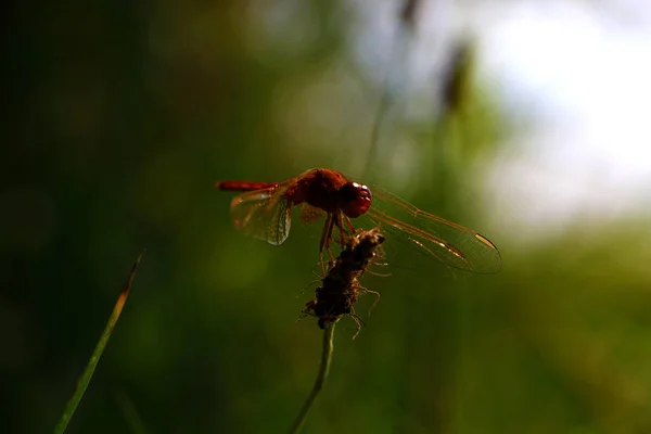一个亲密的棕色蜻蜓坐在草地上 在一个绿色的波克背景 — 图库照片