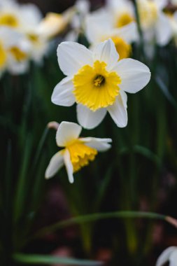 Beyaz nergis bir arka plan Nergis, parlak kontrastlı renkler sarı bir pistil ile.