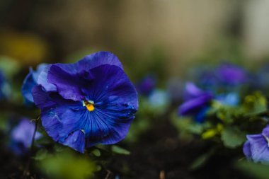 Mor bir Hercai menekşe renkli bir sıcak atış kamera karşı karşıya.