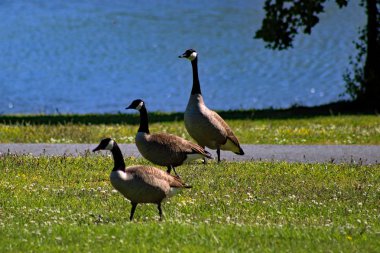 Göl Çimenli Kıyı Şeridi'nde Yürüyen Mallards Üçlüsü