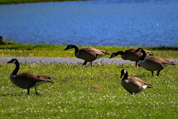 Grupo Mallards caminando en la costa cubierta de hierba del lago —  Fotos de Stock