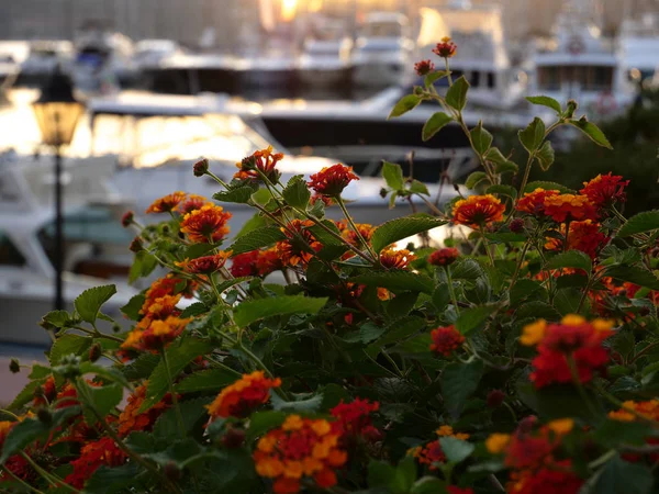 Hintergrundbeleuchtung der Boote im Porto Rotondo bei Sonnenuntergang angedockt — Stockfoto