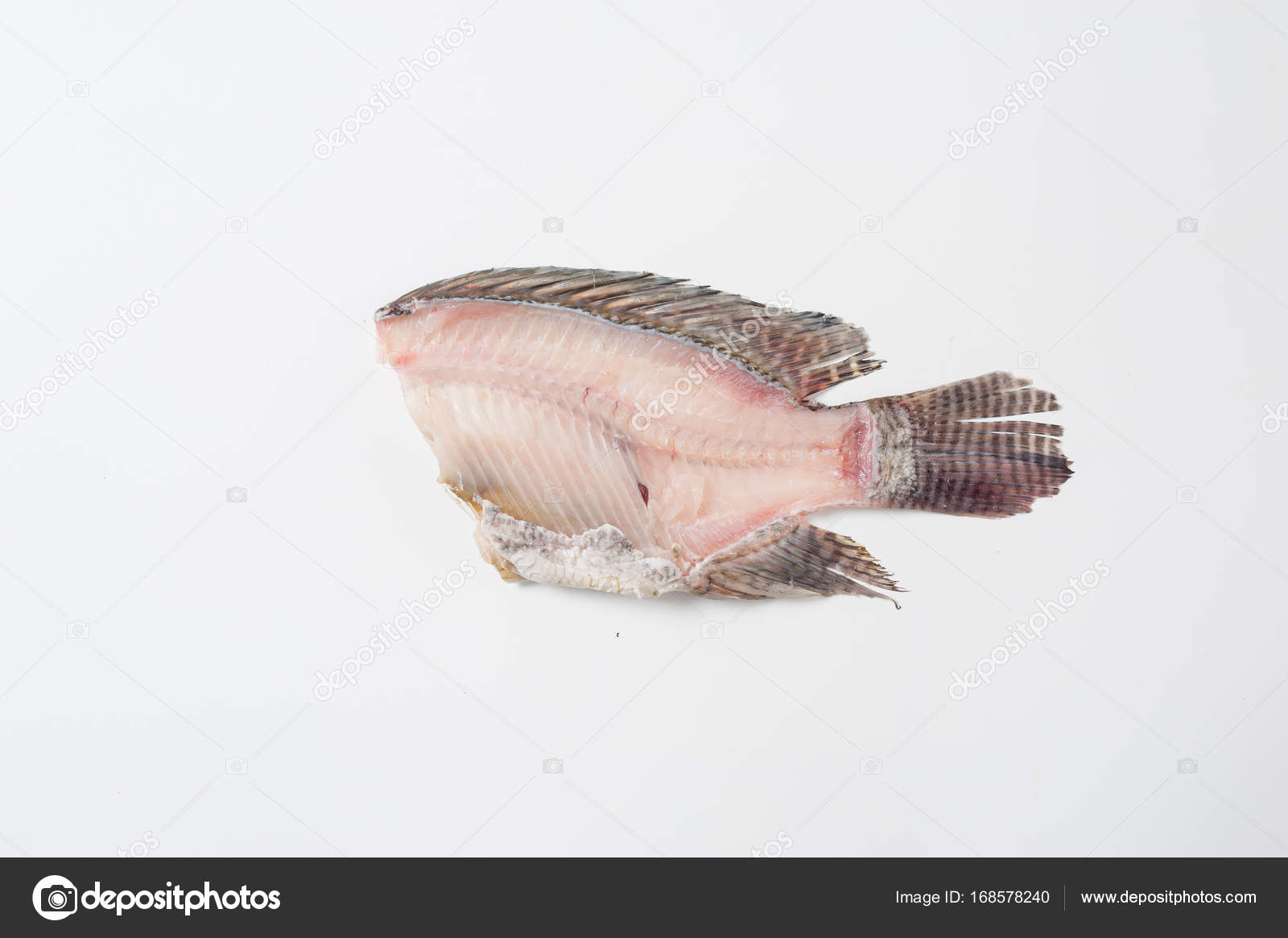 Nile Tilapia Fishbone On White Background Stock Photo Nile Tilapia Fishbone On White Background Stock Photo