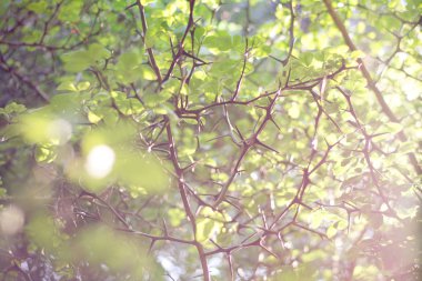 Keskin ve tehdit dikenli bir bitki üzerinde