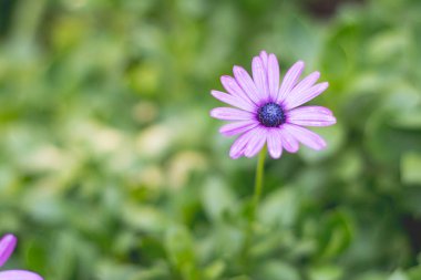 Karanlık merkezi bir yeşil zemin üzerine mor papatya
