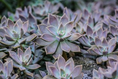 Agav etli bitki yakın çekim