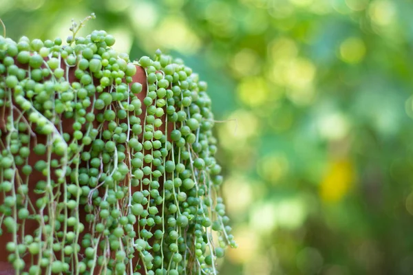 String of Pearls sappig — Stockfoto