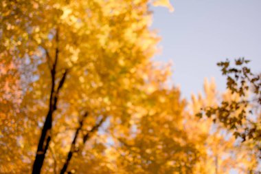 güzel sonbahar renkleri