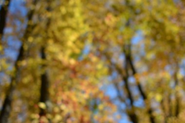 güzel sonbahar renkleri