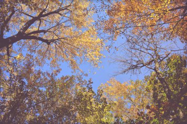 Güzel sonbahar arka plan, yapraklar, sonbahar renkleri. 