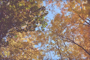 Güzel sonbahar arka plan, yapraklar, sonbahar renkleri. 