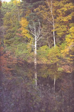 Güzel sonbahar arka plan, yapraklar, sonbahar renkleri. 